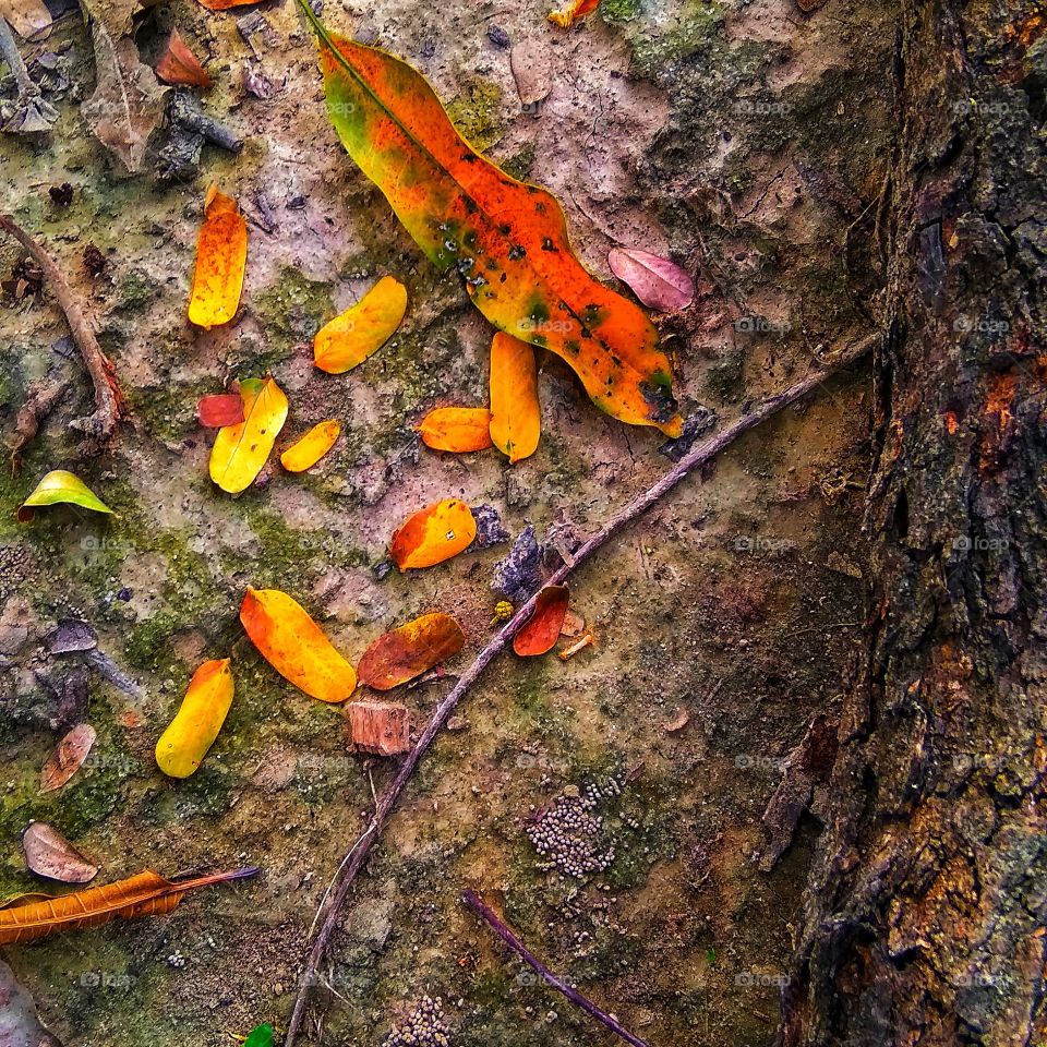 some dry leafs make a beauty structure