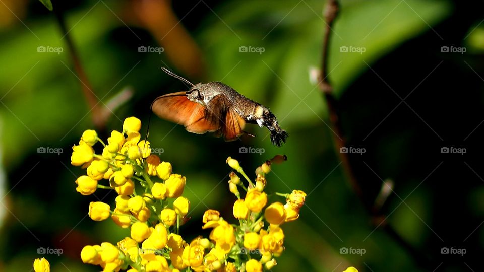 Macroglossum stellatarum