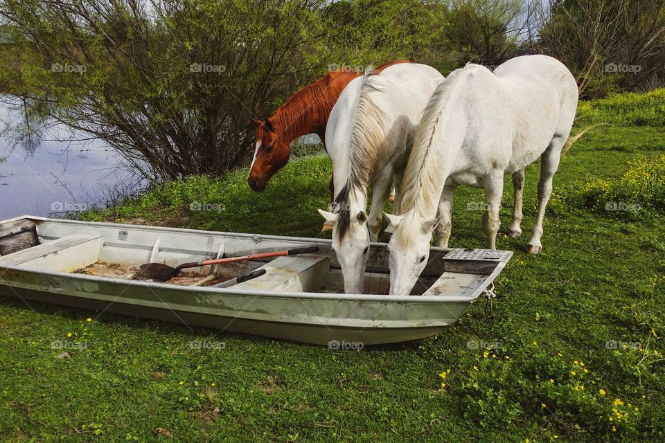 Glimmer of Horses Inspecting a Small Boat in Nature