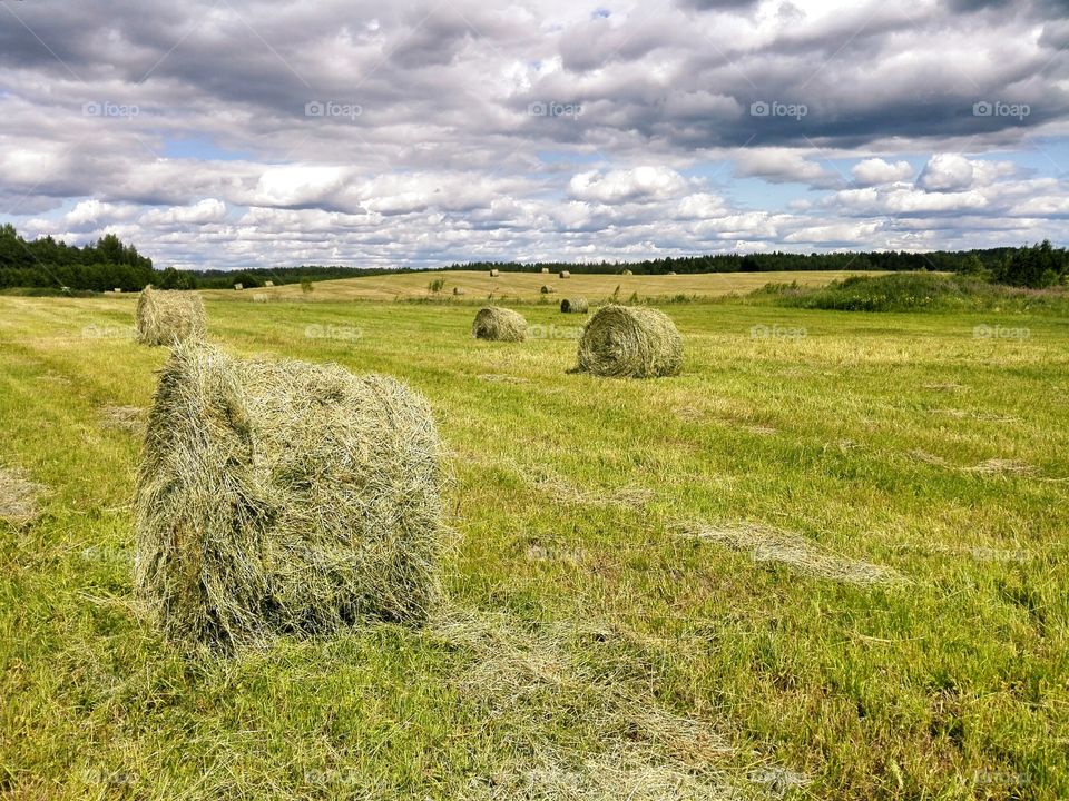 Hayrolls in a field