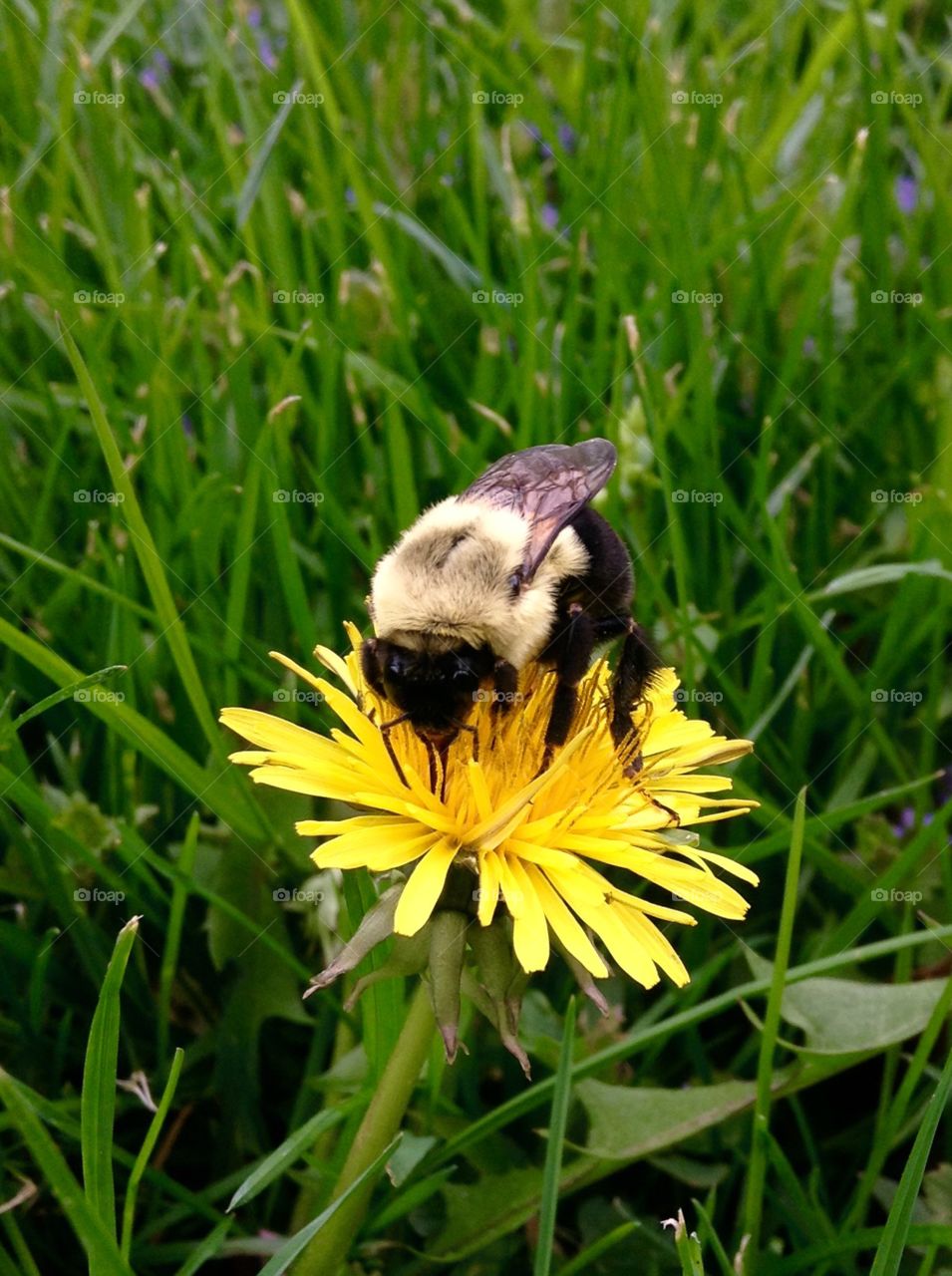 Bumble bee. Pollination nation