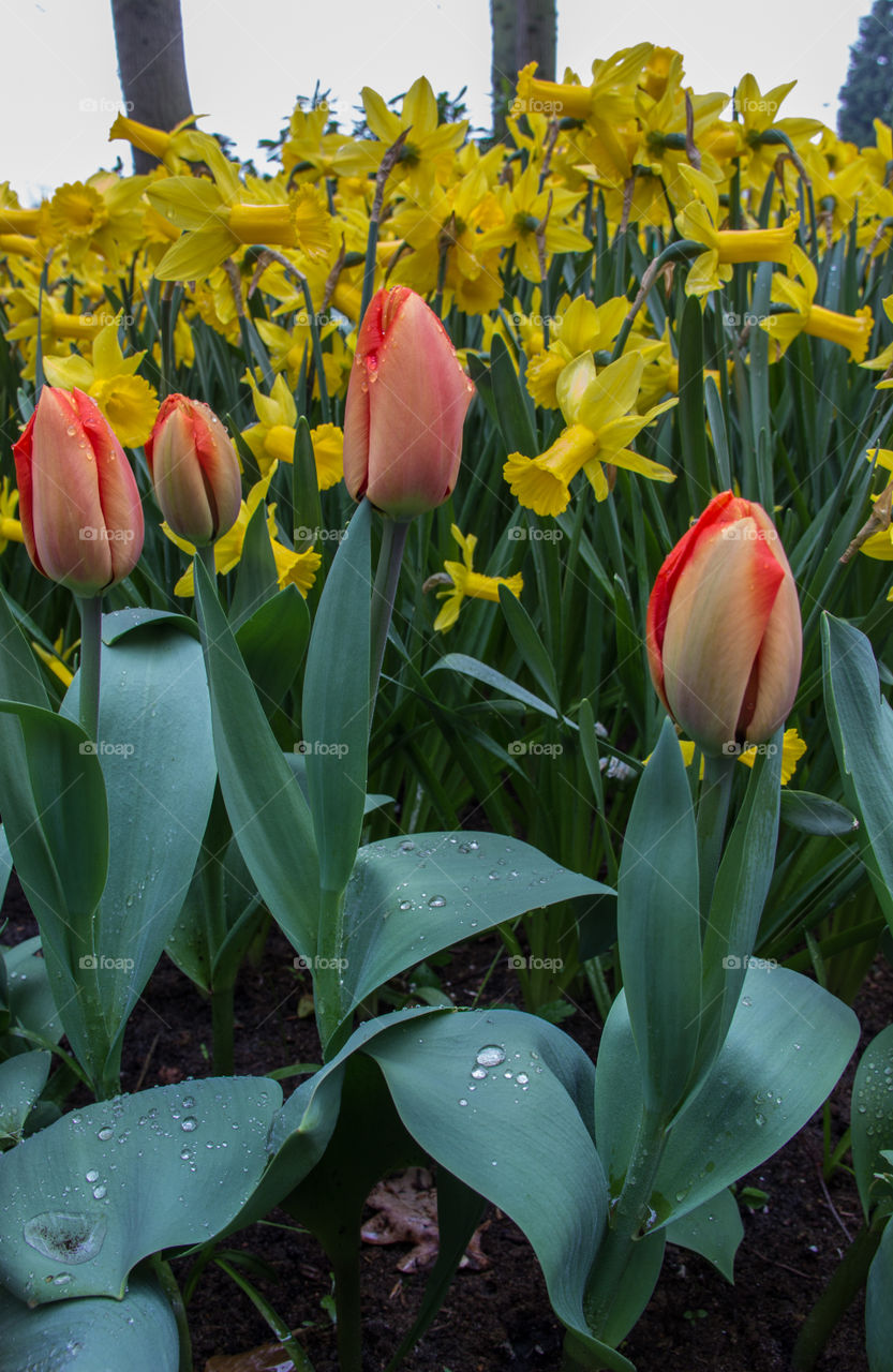 Spring flowers 