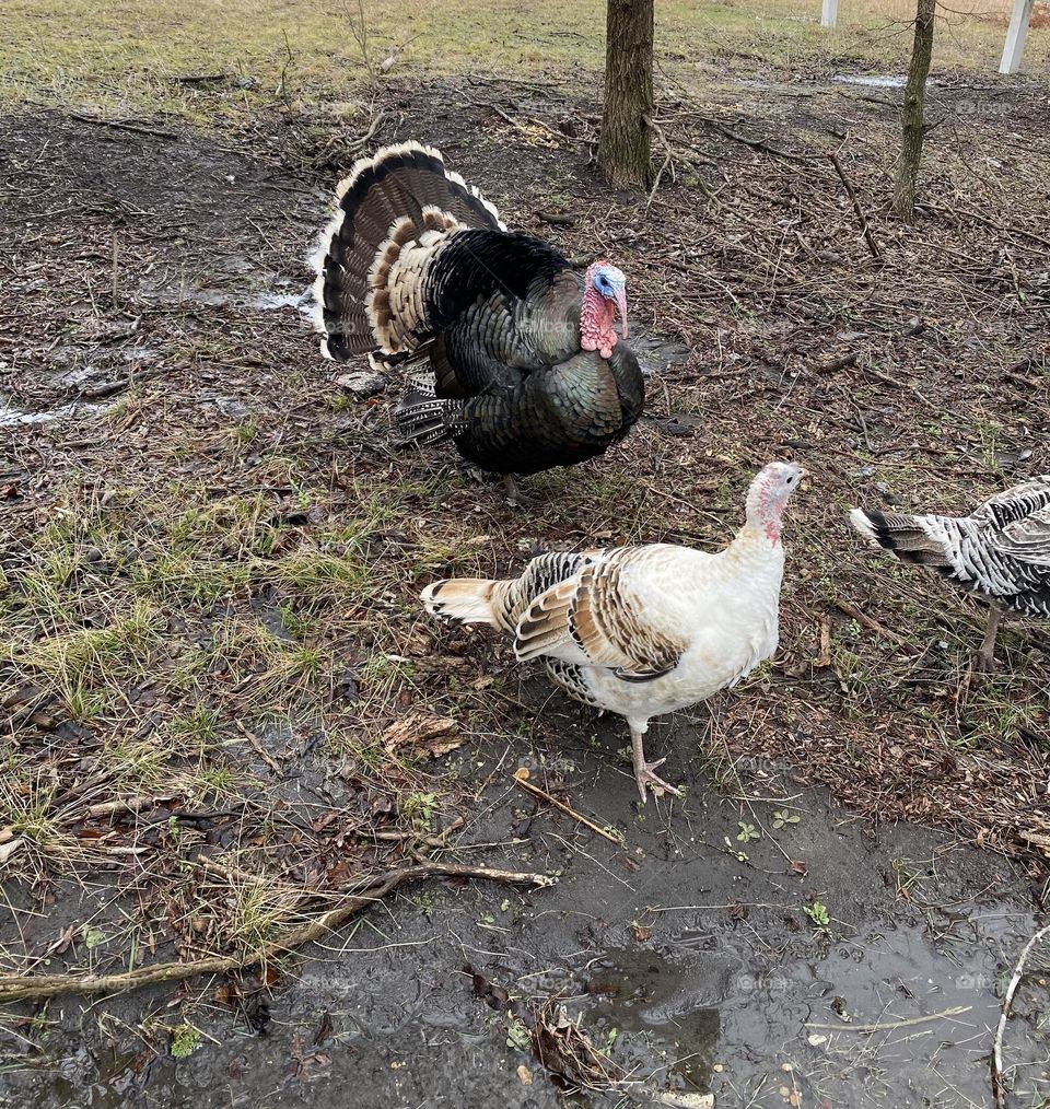 Two Turkeys walking around.