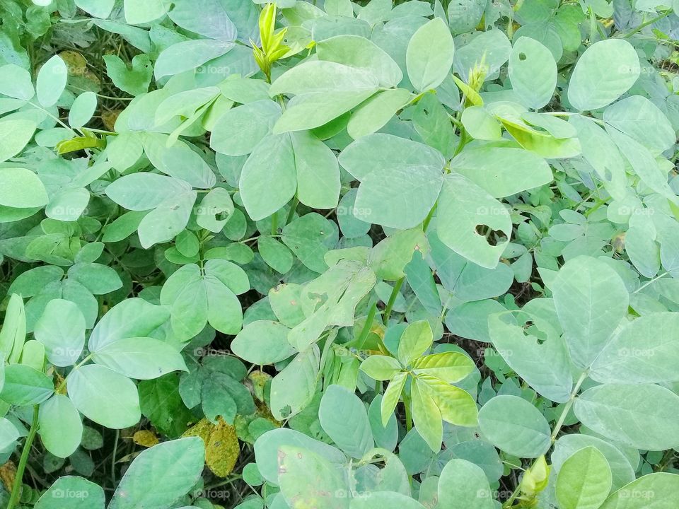 Cassia tora is useful plant is a nectar producing plant developed as a food source for natural enemies of oil palm plant pests