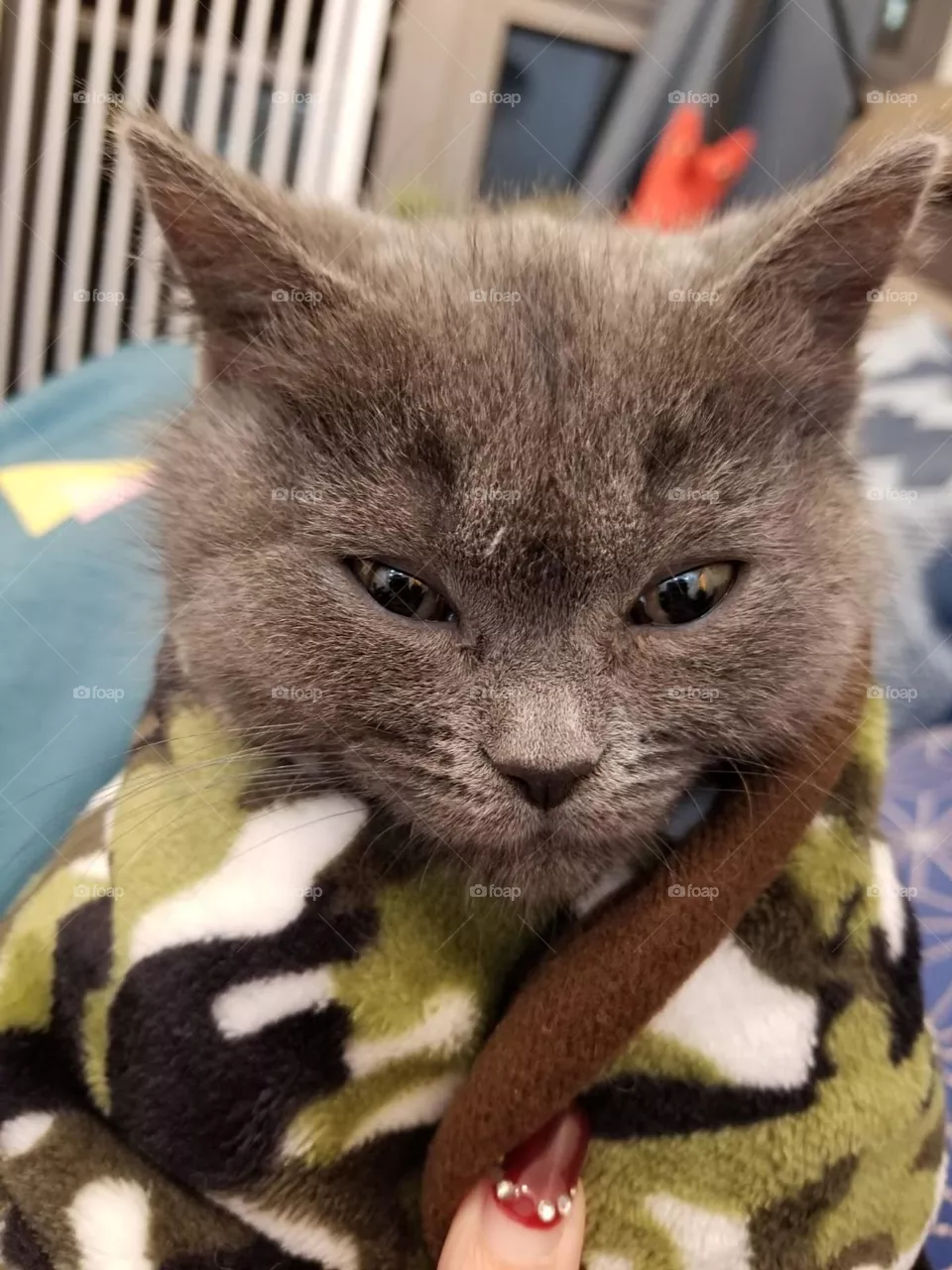 Angry Cat