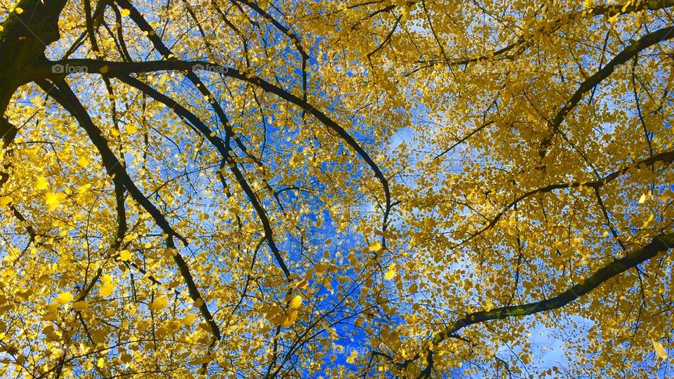 Nature yellow tree blue sky