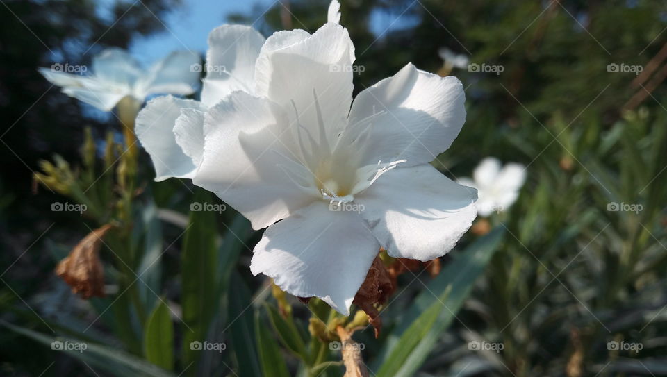 White flower