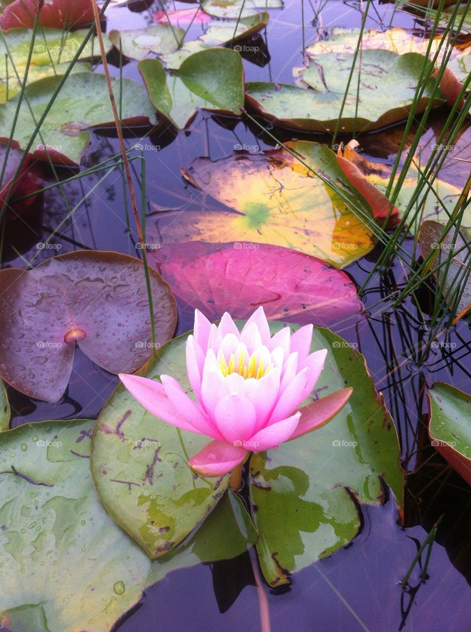 Pink lily pad
