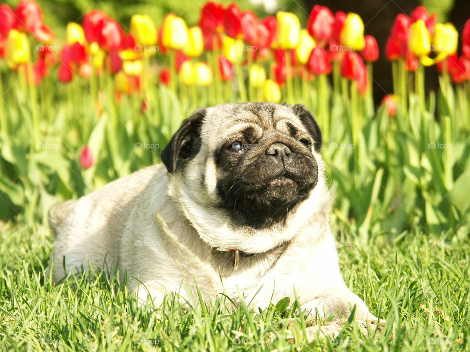 Thick young morsiha wallows in the grass