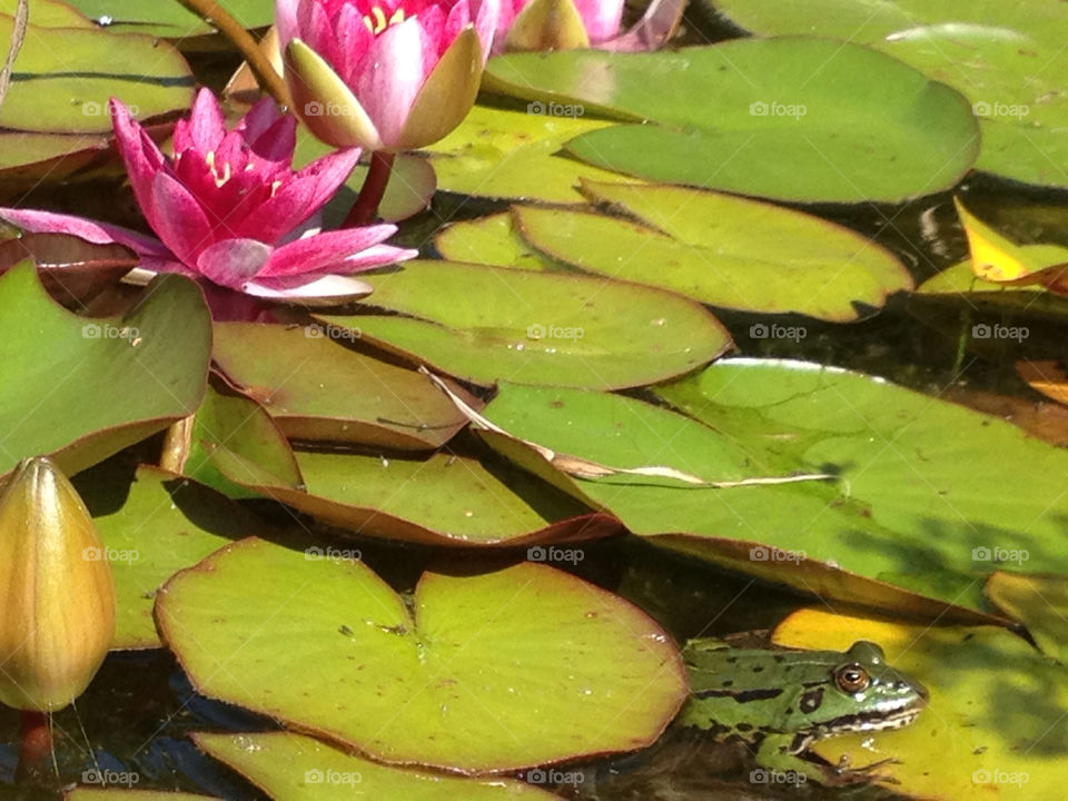 sweden pond mammals animals by shec