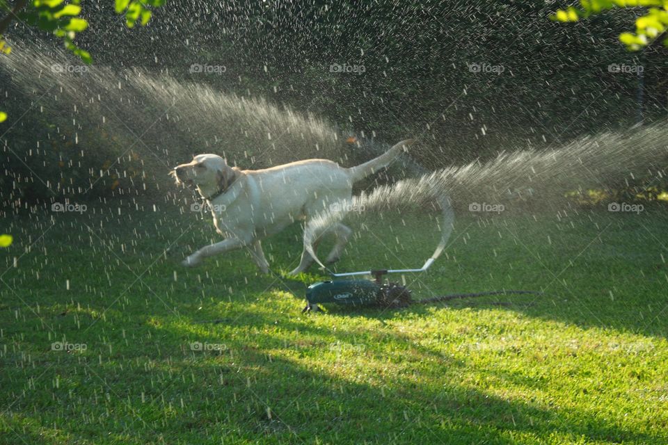 Lab Playing in the Sprinkler 