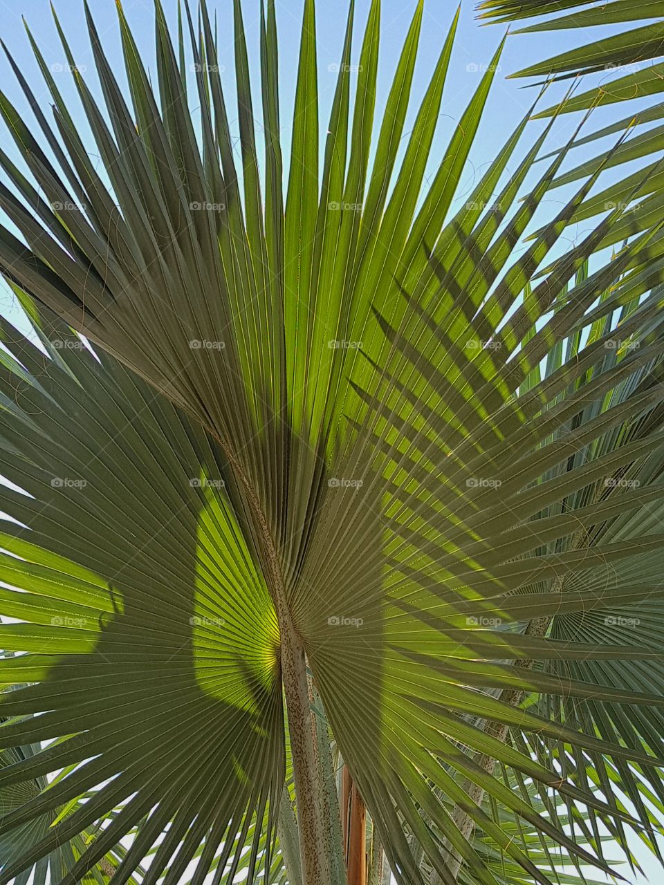 Palms