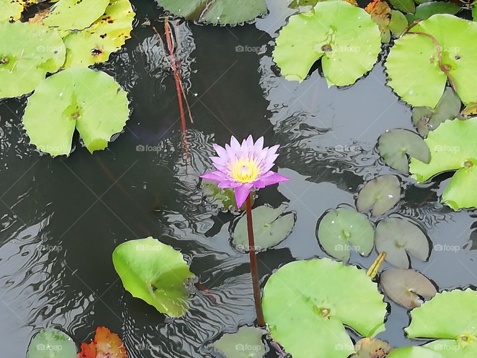 water lily distance snap