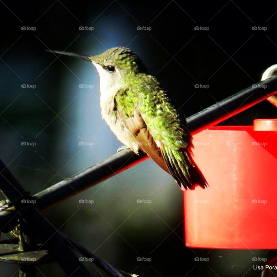 Sunning hummingbird