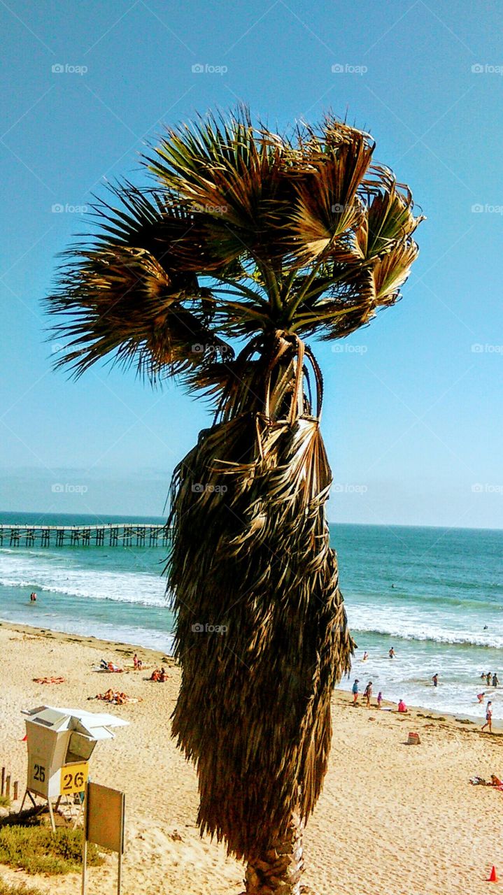 A fan palm ekes out existence on a steep cliff face whilst braving very wind - tossed conditions  - with a bird's eye view of the magnificently green waters & Crystal Pier of Pacific Beach, San Diego, CA