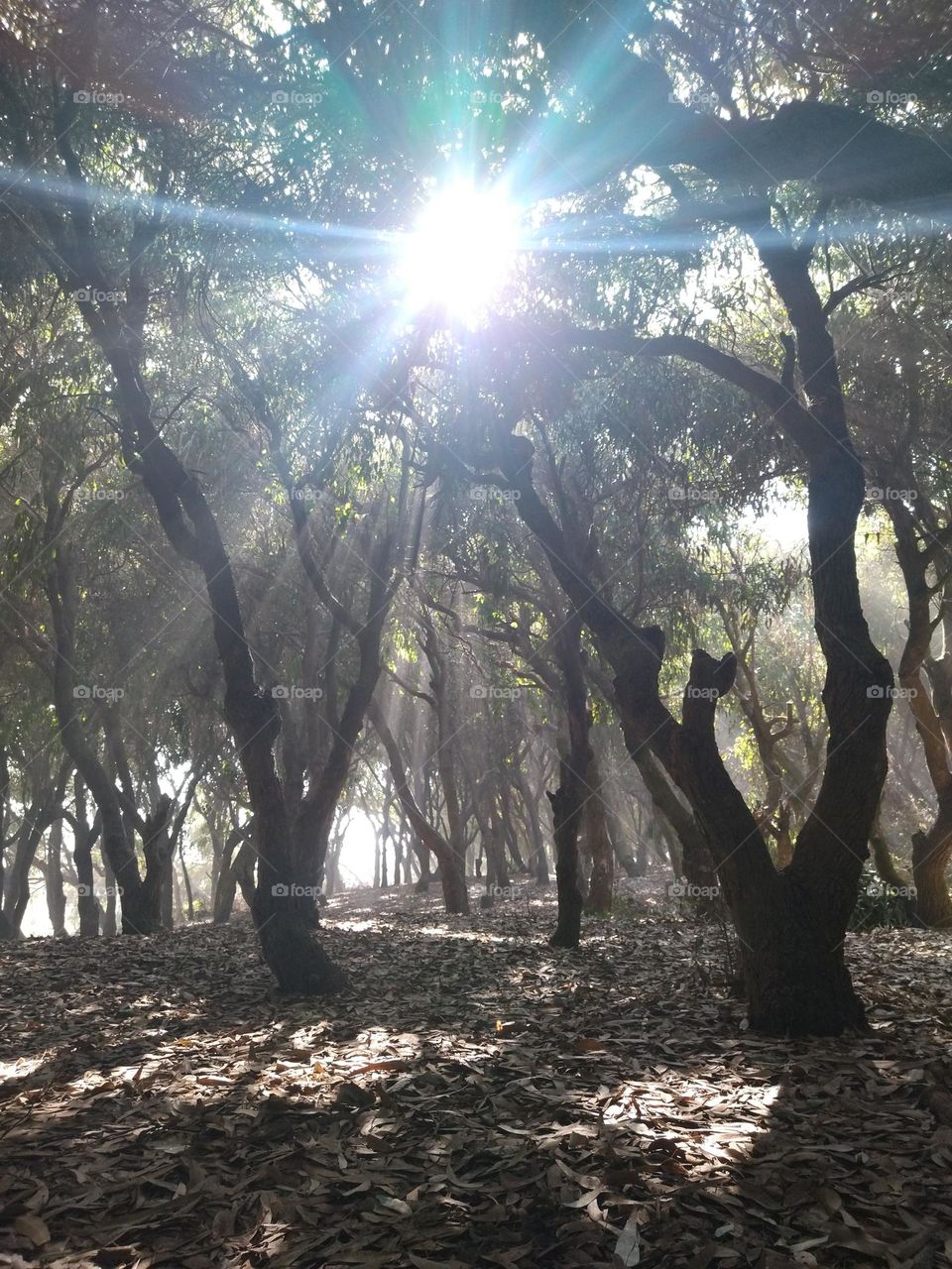 Forest and sunlight