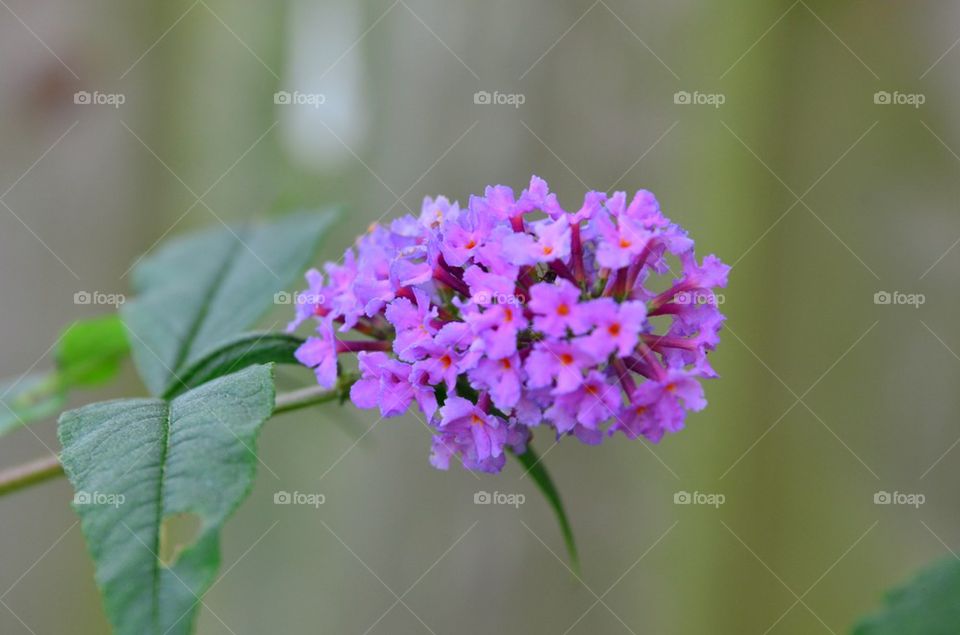 Last butterfly flower.
