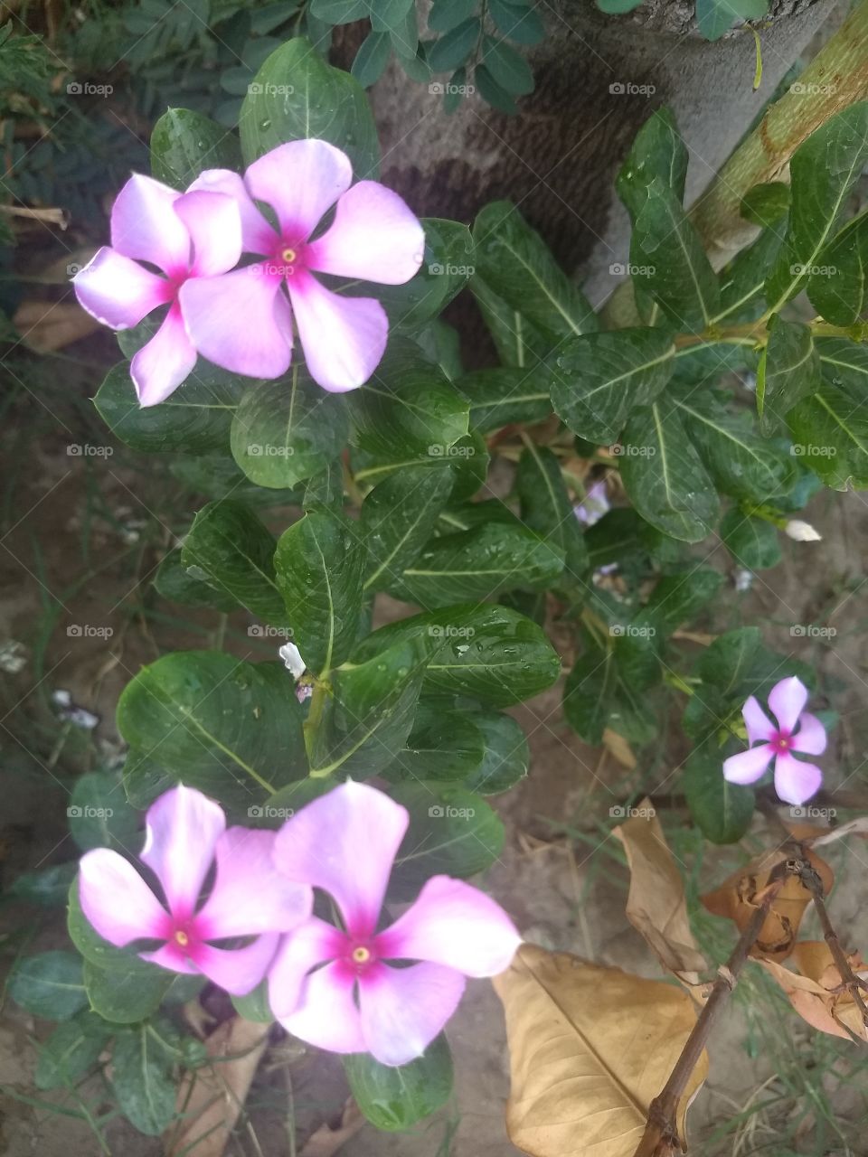 flowers on plant