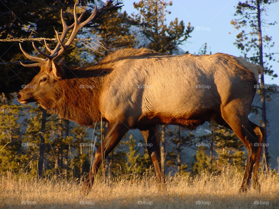 sunset autumn canada elk by kshapley