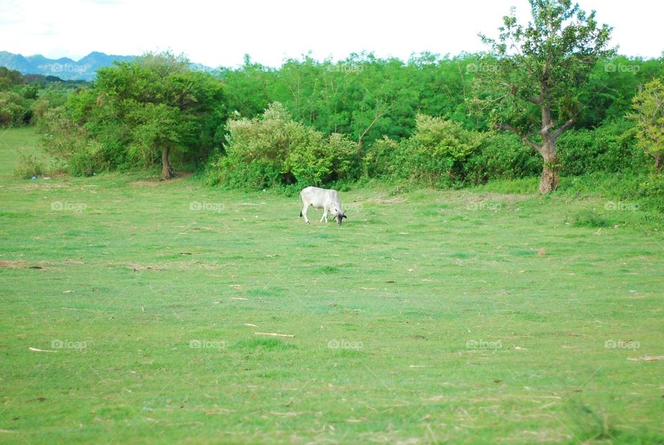 Cow grazing