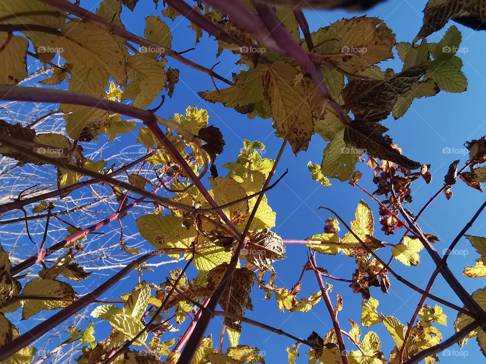 photography of nature