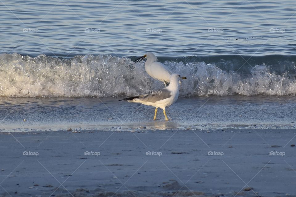 Two Seagulls waiting for the fish to roll in on the waves