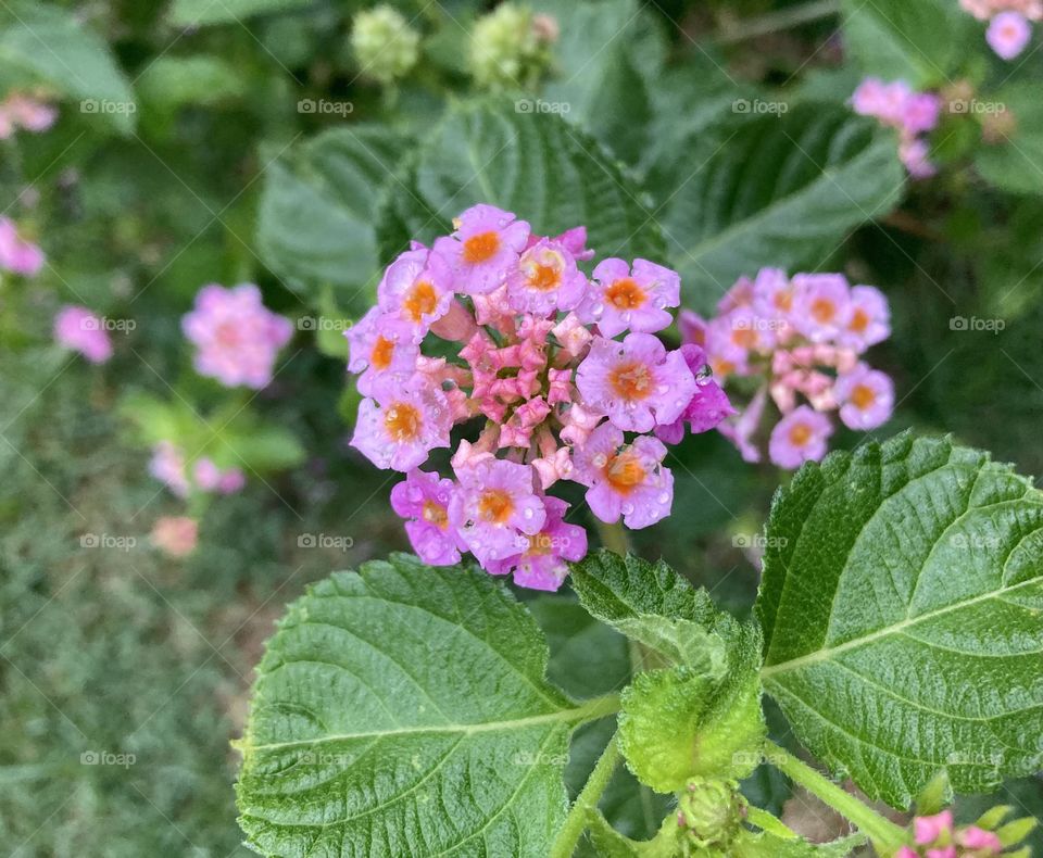 🌹 🇺🇸 Very beautiful flowers to brighten our day.  Live nature and its beauty. Did you like the delicate petals? / 🇧🇷 Flores muito bonitas para alegrar nosso dia. Viva a natureza e sua beleza. Gostaram das pétalas delicadas? 