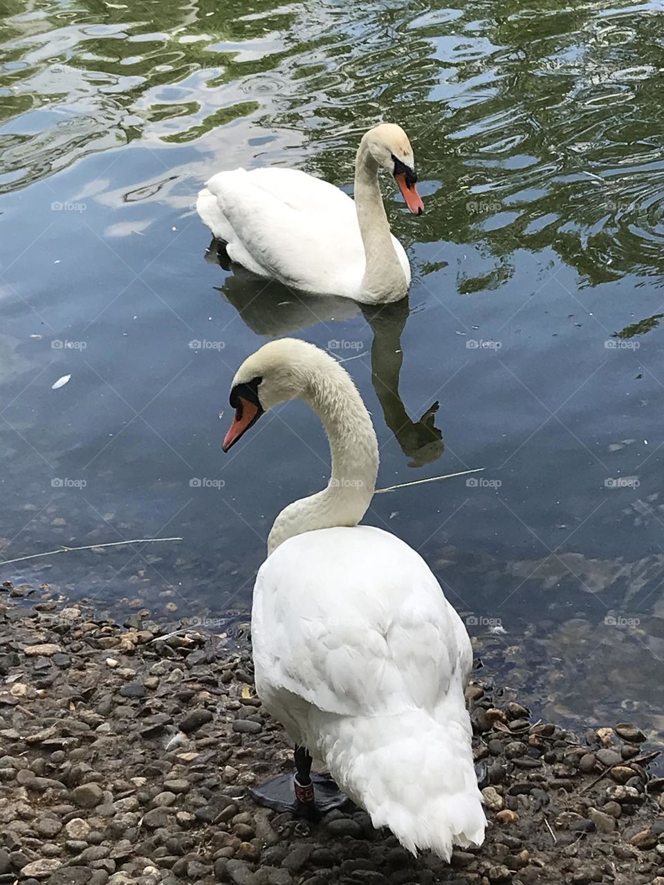 A pair of white swans.