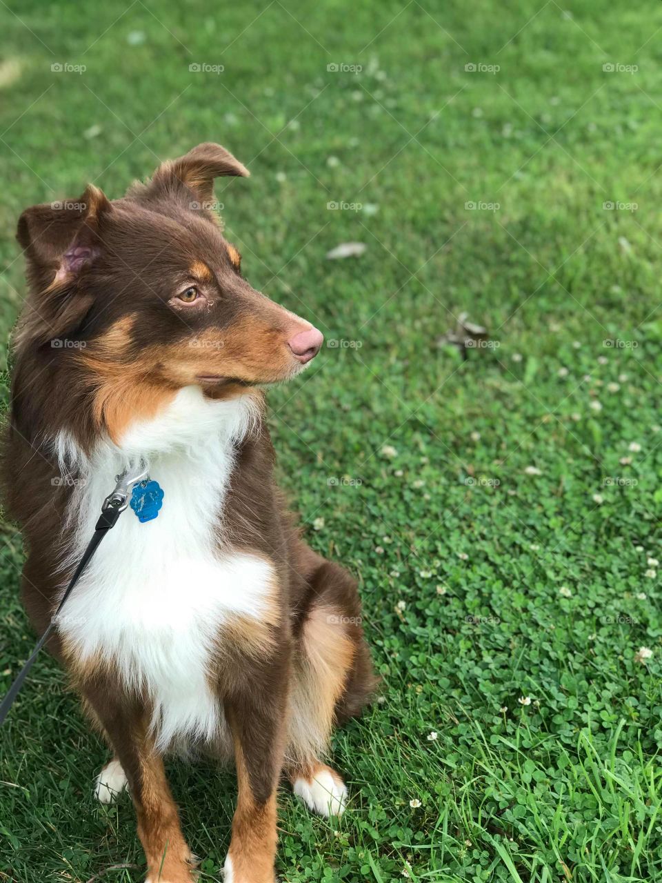 Australian Shepherd, @daily_jax