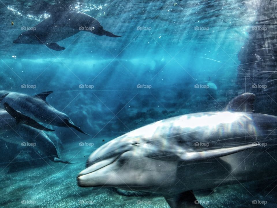 My husband’s and I  first Seaworld trip as a married couple and we got smiled at by a dolphin  