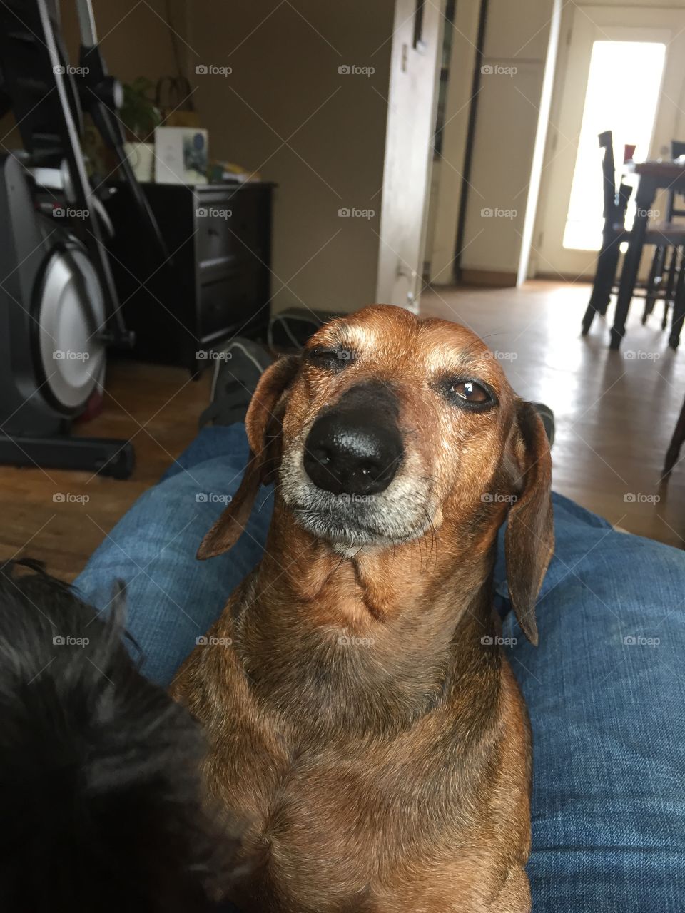 My dog, Peck, a senior dachshund, winks at the camera as I snap a picture.