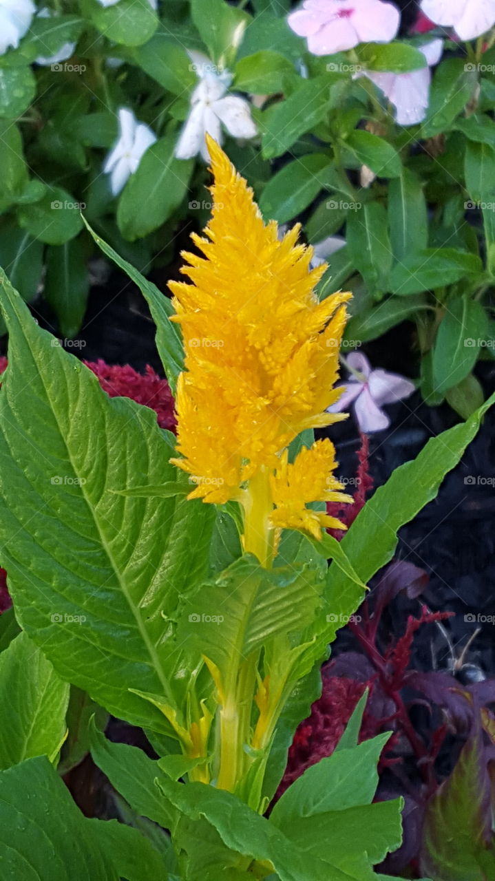 It's yellow. beautiful yellow flower.