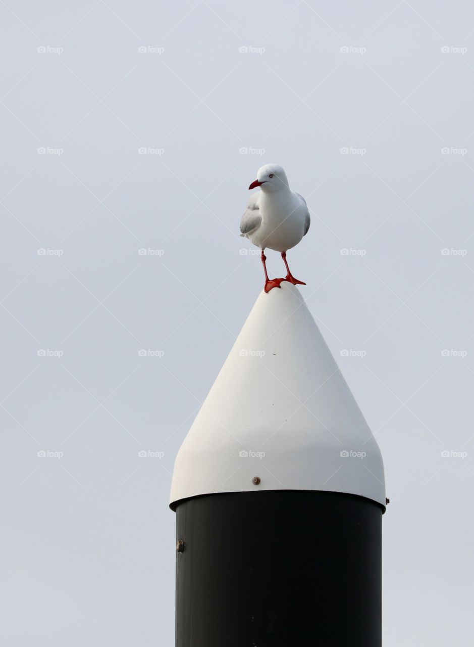 Lone Seagull atop piling post in ocean 