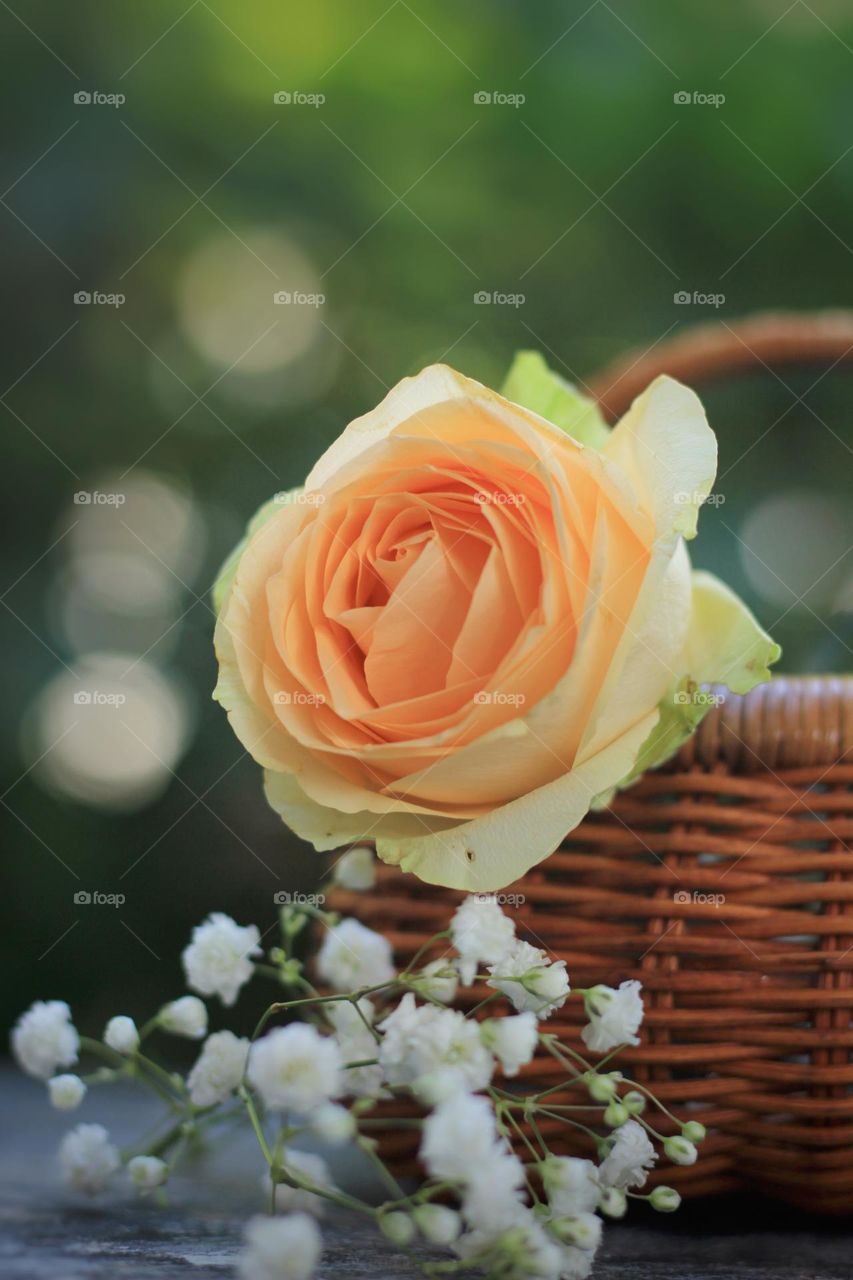 Rose flower in a rattan vase