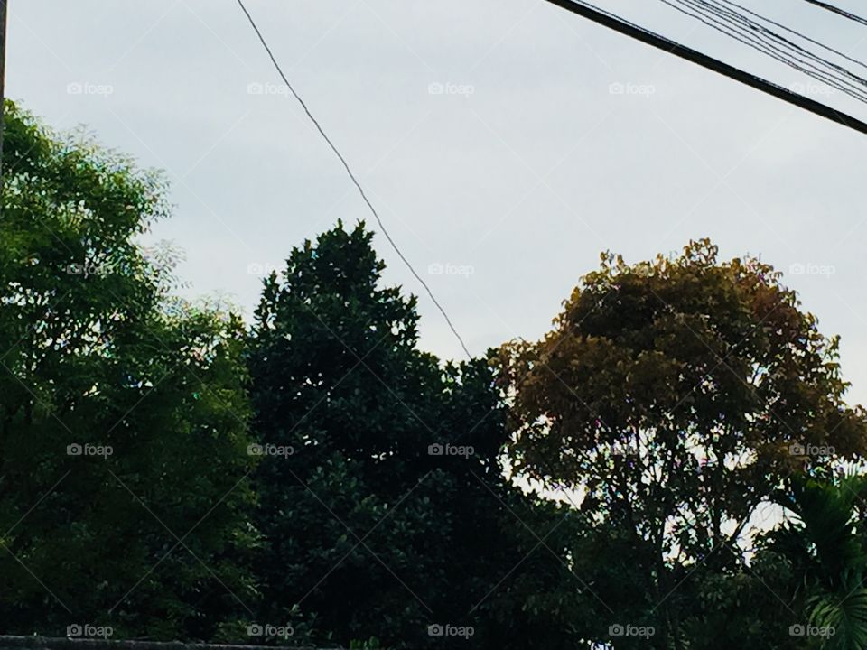 Colour clashes of trees 🌲🍁🍂🌳🌴🌱