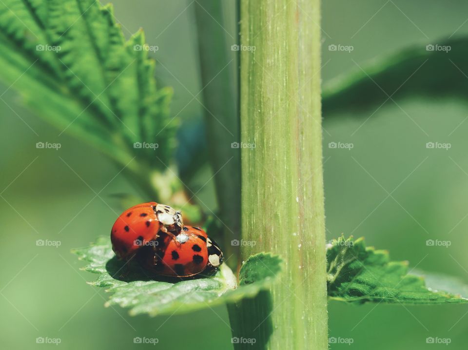 Mating asian ladybeetles