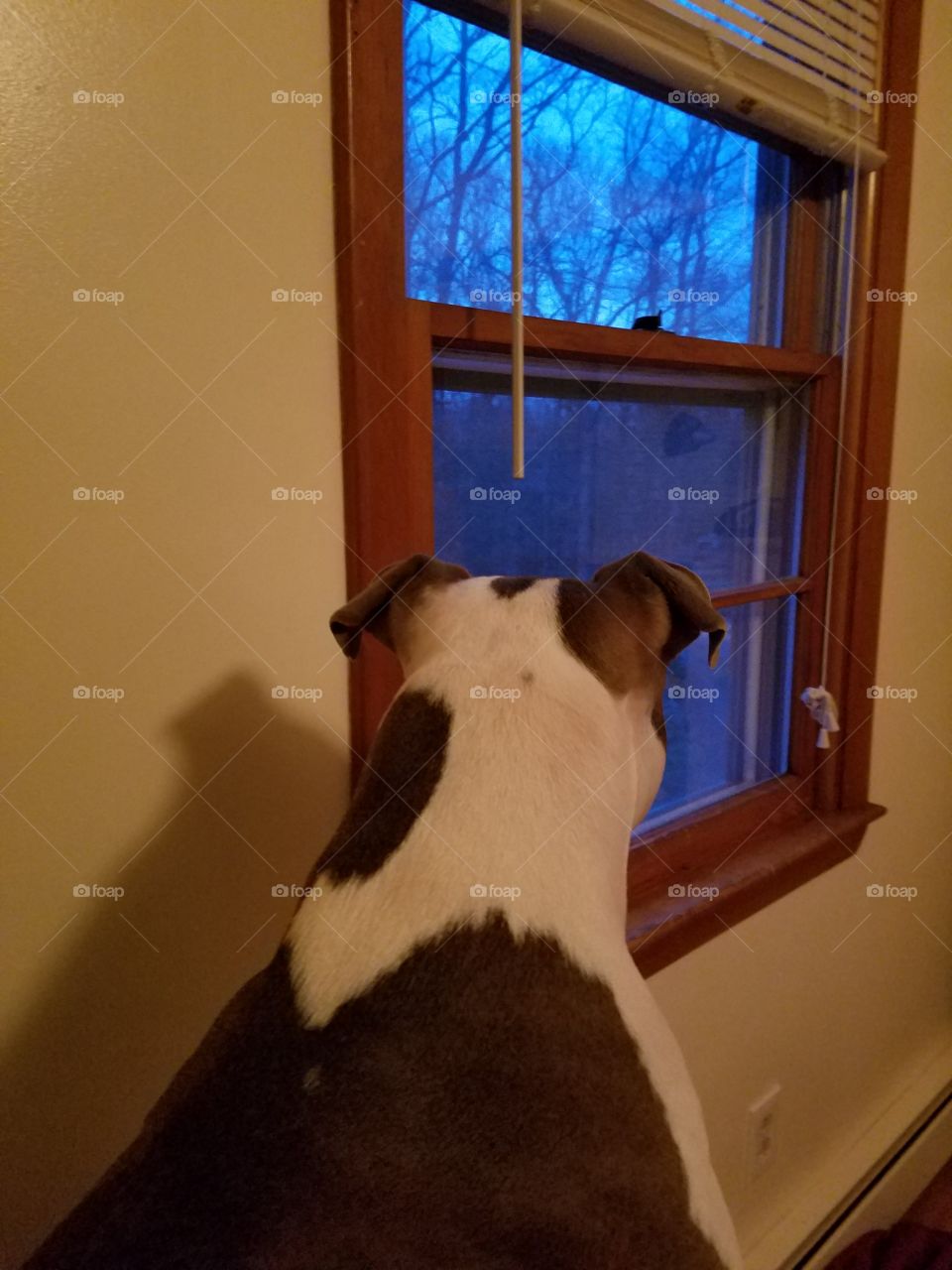 looking out