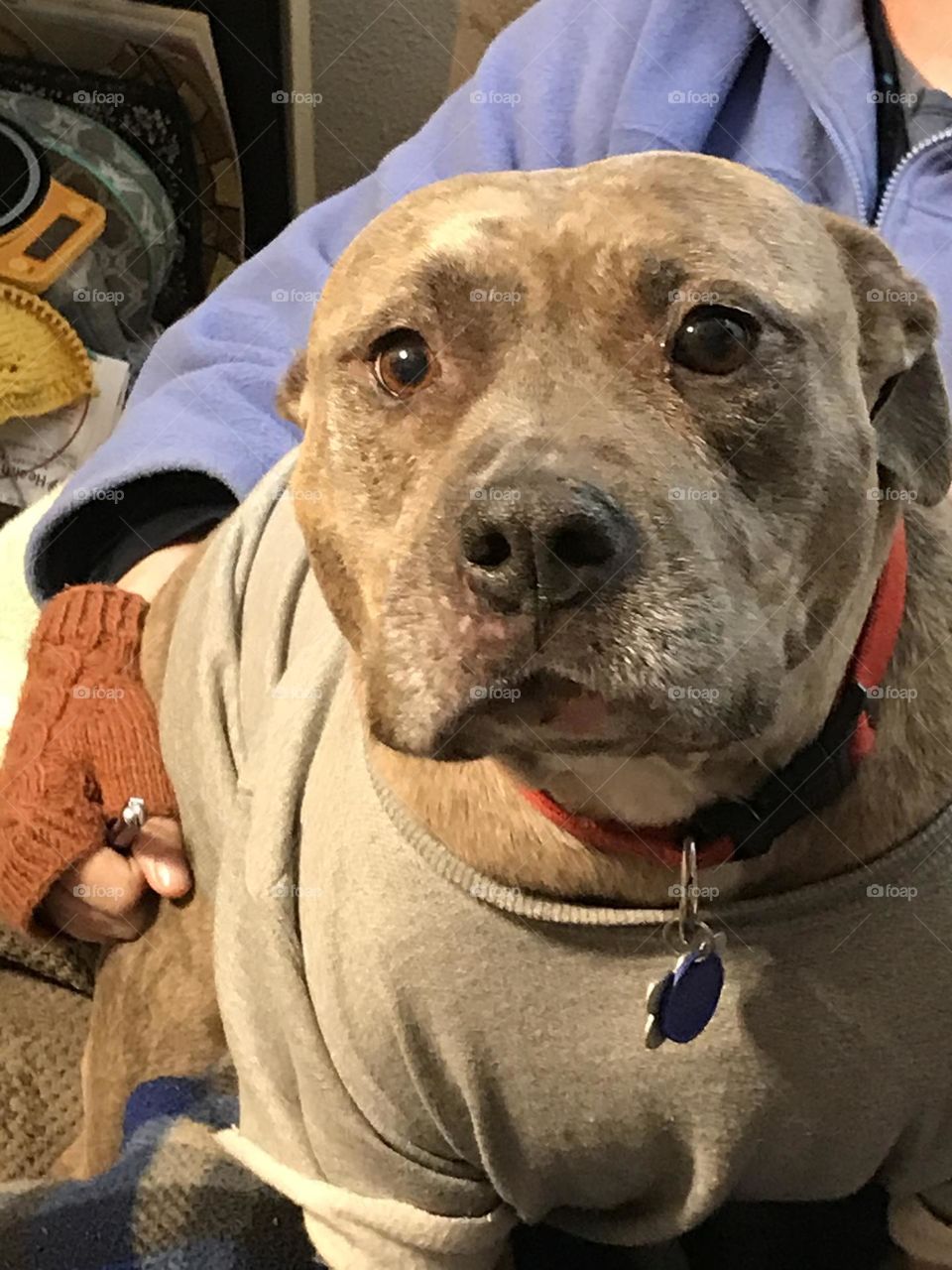 A portrait of a pit bull named Diva. This dog is quite adorable, friendly and playful. She likes anyone who enjoys petting her.