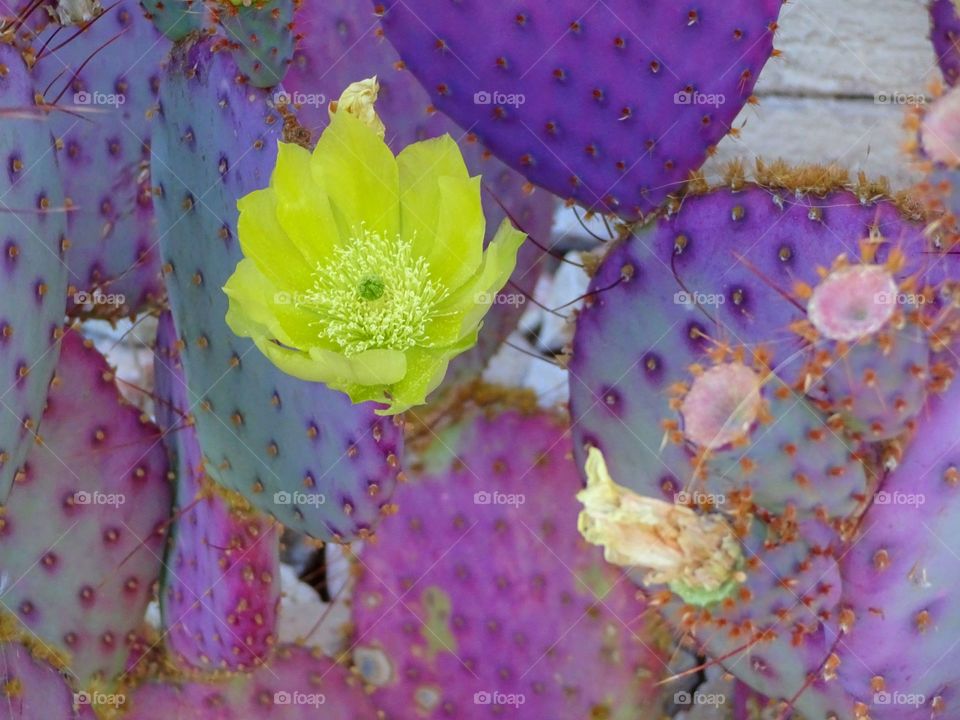 Cacti flower