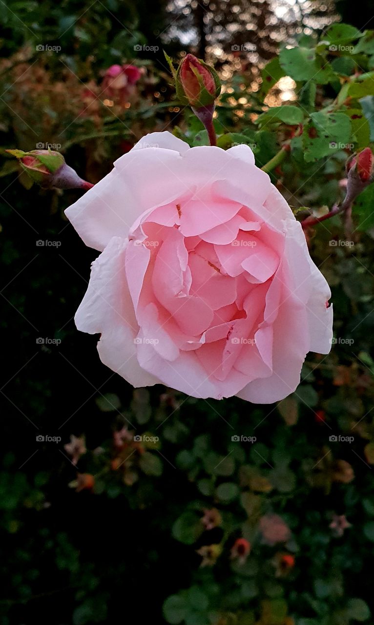 rose beutiful