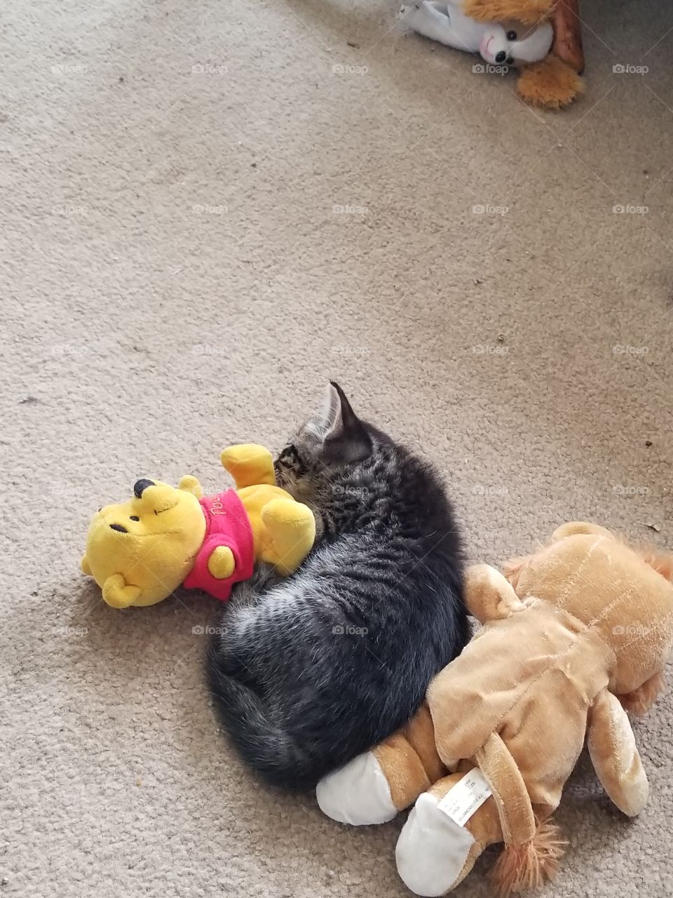 Winnie the pooh bear