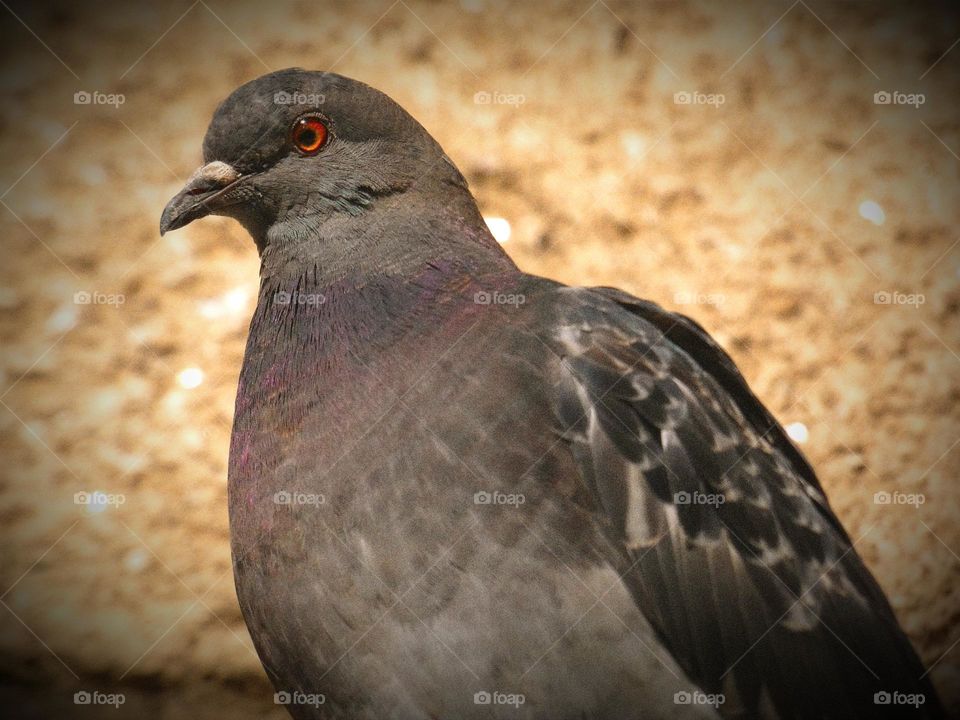 Lovely pigeon face