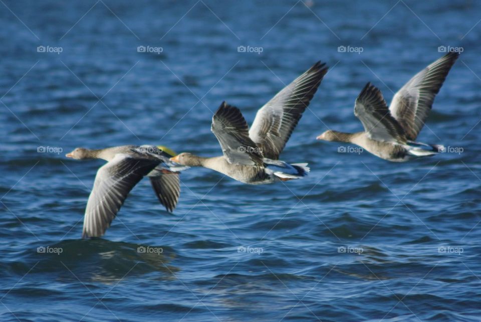 Ducks flying over sea