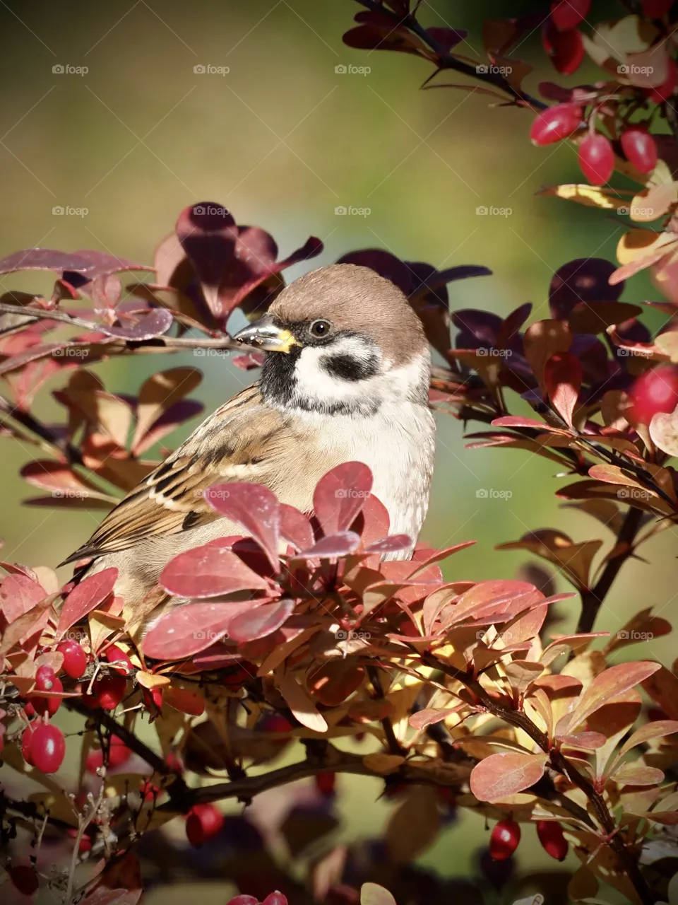 Little sparrow