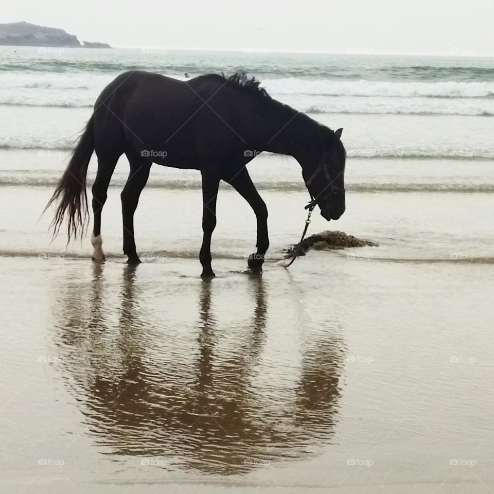 beautiful black horse and its shadow near the beach.