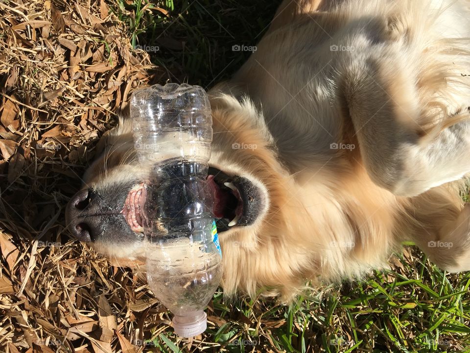 Puppy playing with water bottle
