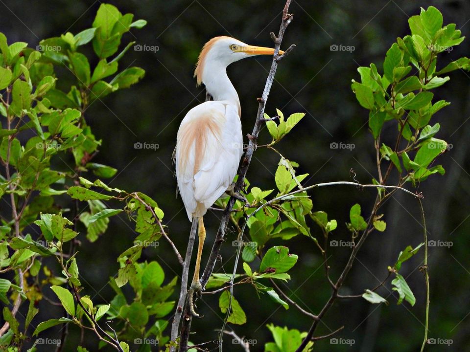 Photo of the month (September) -  A short, thick-necked Western Cattle Egret resting on a tree limb. This stocky white heron has yellow plumes on its head and neck during breeding season.