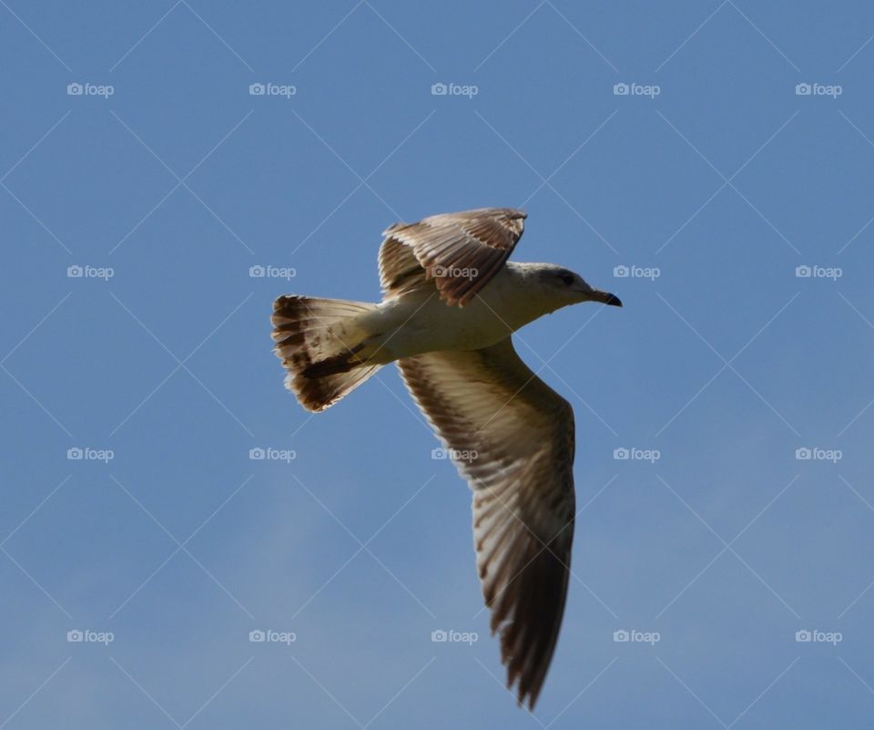 bird flying over lake