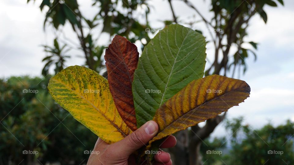 Autumn#color#leaves#nature