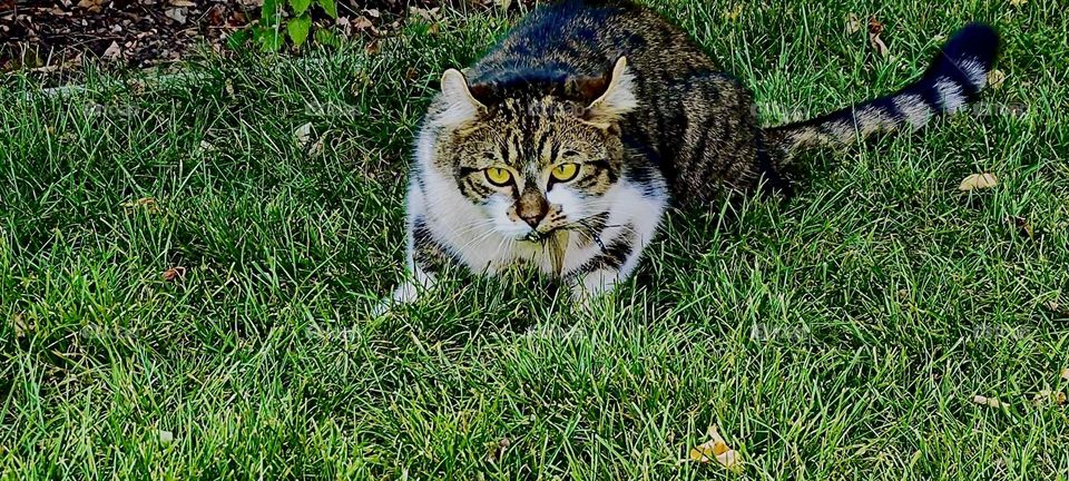 „Roukey“, the tomcat with more than just a little bit of a wild side in him is definitely on the prowl today in the garden of the beautiful house in „Bavaria“ where he lives with his sister „Linda“ and two humans. 2023. Hypnotic Productions